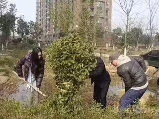 植樹節全體植樹去了